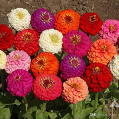 Airex ZINNIA THUMBELNIA GRAND MIXED FLOWER SEED FOR EATABLE WITH ORGANIC (AVG 40-50 ++) SEED X 10 PACKET Seed(500 per packet)