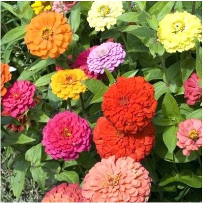 Airex ZINNIA CALIFORNIA MIXED FLOWER SEED FOR EATABLE WITH ORGANIC (AVG 40-50 ++) SEED X 10 PACKET Seed(500 per packet)