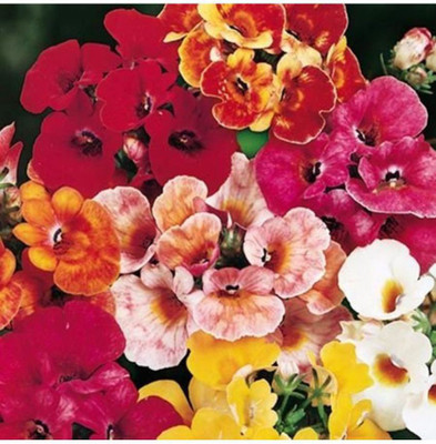 OhhSome Nemesia-Giant Carnivel Mixed 100 Flower Seeds Seed(10 per packet)
