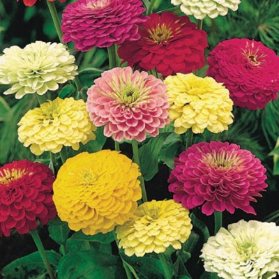 Airex ZINNIA GRAND DUO MIXED FLOWER SEED FOR EATABLE WITH ORGANIC (AVG 40-50 ++) SEED X 1 PACKET Seed(50 per packet)
