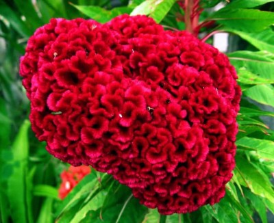 Airex COCKSCOMB RED FLOWER SEED FOR EATABLE WITH ORGANIC (AVG 40-50 ++) SEED X 7 PACKET Seed(350 per packet)