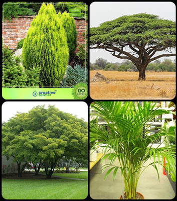 OhhSome Conifer And Other Tree Thuja Orientalis ,Acacia Senegal ,Albizia Lebbeck ,Areca Palm Combo For Home Garden Medicinal Plant Seeds & Tree Seeds & Shade Tree & Ornamental Palm Tree Seeds Seed(10 per packet)