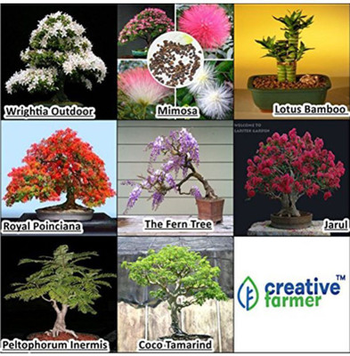 OhhSome Flower Seeds Bonsai Combo : 8 Packet Tree Seeds Seed(10 per packet)