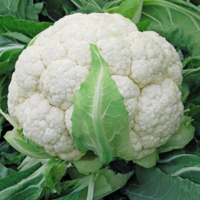 Antier CAULIFLOWER WHITE -2 SEEDS (PACK OF 50 SEEDS X 3 PACKET) Seed(150 per packet)