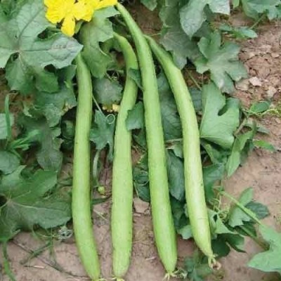 Airex SPONGE GOURD WHITE LONG SEED (PACK OF 30 SEED X 6 PER PKTS) 6 PACKET OF SPONGE GOURD WHITE LONG Seed(180 per packet)