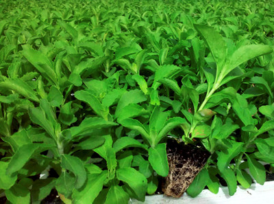 Green World Stevia Seed(10 per packet)
