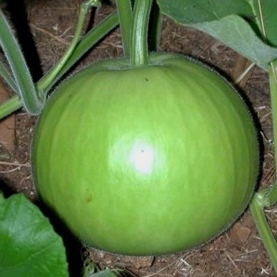 Airex BOTTLE GOURD ROUND SEEDS (PACK OF 50 SEEDS X 9 PACKET) Seed(450 per packet)