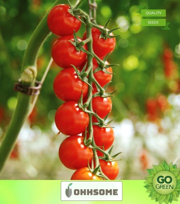 OhhSome Vegetable Seeds Tomato Seeds Summer Seeds - Cherry Tomato ​Seeds Seeds For Terrace Gardening Home Garden Seeds Seed(20 per packet)