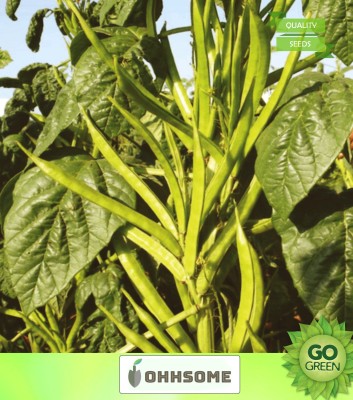 OhhSome Vegetable Seeds Cluster Bean (Cyamopsis Tetragonoloba ) Seeds - Guar Bean Seeds Seeds For Garden Home Garden Seeds Seed(20 per packet)