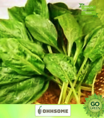OhhSome Vegetable Seeds Palak Seeds For Home Garden Seeds - Indian Spinach Seeds Seeds Packet Home Garden Seeds Seed(20 per packet)