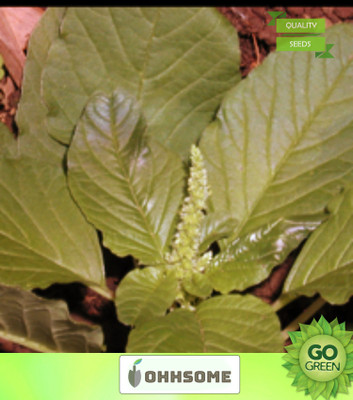OhhSome Vegetable Seeds Chinese Spinach Seeds - Amaranthus(Green) Seeds Green Leafy Vegetables Vegetable Seeds Home Garden Seeds Seed(1000 per packet)