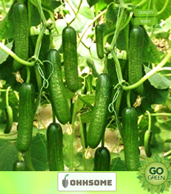 OhhSome Vegetable Seeds Cucumber F1 Hybrid Seeds - Cuccumber Seeds Garden Seeds Home Garden Seeds Seed(20 per packet)