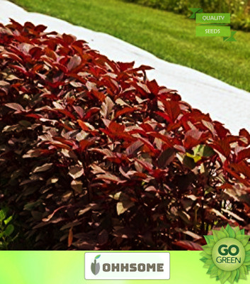 OhhSome Vegetable Seeds Hybrid Spinach Red(Amaranthus) Seeds - Amaranthus(Red) Seeds Leaf Veg Seeds For Kitchen Plant Home Garden Seeds Seed(1000 per packet)