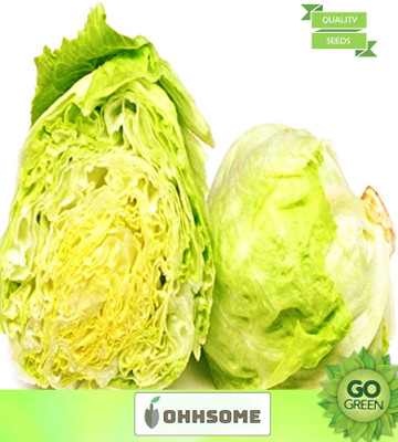 OhhSome Vegetable Seeds Lettuce Iceberg Seeds - Lettuce Green ​Seeds Seeds For Sowing Home Garden Seeds Seed(20 per packet)