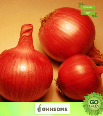 OhhSome Vegetable Seeds Flattish Round Seeds - Onion Red Seeds Seeds For Farming Home Garden Seeds Seed(20 per packet)