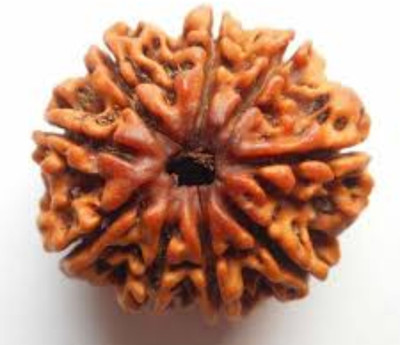 FeelTouchMart 9 Mukhi Rudraksha Dulex Quality Natural Nepal Rudraksha Beads Wood