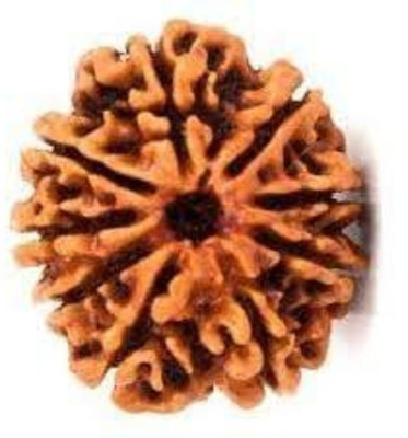 FeelTouchMart 9 Mukhi Rudraksha High Rated Quality Nepal Beads Wood