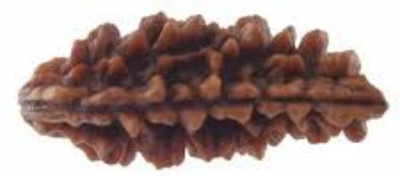 FeelTouchMart 1 Mukhi Rudraksha Superfine & Best Quality Rudraksha Beads (Kaju Dana) Wood