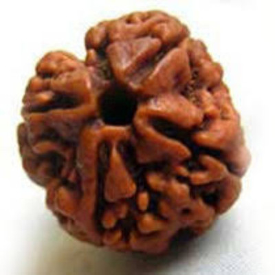 FeelTouchMart 4 Mukhi Rudraksha Natural & Top Quality Nepal Rudraksha Wood