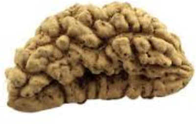 FeelTouchMart 1 Mukhi (Kaju Dana) Rudraksha High Rated Quality Nepal Beads Wood