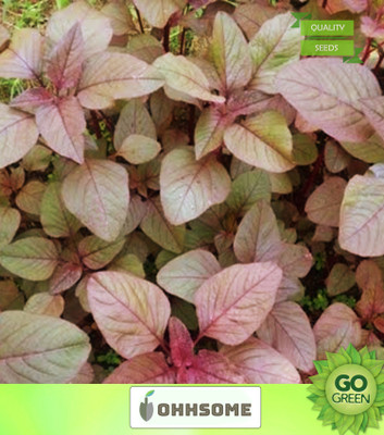 OhhSome Vegetable Seeds Amaranthus Leaf Red/Cholai Red Saag Seeds - Amaranthus(Red) Seeds Best Leaf Veggie Plant Seeds Home Garden Seeds Seed(1000 per packet)