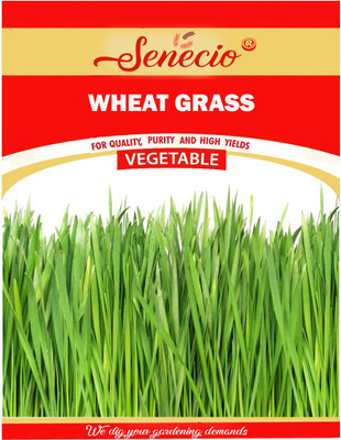 SENECIO® Wheatgrass Seed(1000 per packet)