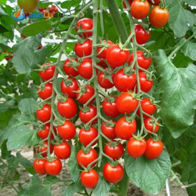 Antier TOMATO CHERRY SEEDS (PACK OF 50 SEEDS X 1 PACKET) Seed(50 per packet)