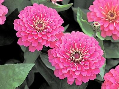 LIVE GREEN ZINNIA PINK DOUBLE FLOWER, F1 HYBRID SEEDS (LIVE GREEN) Seed(70 per packet)