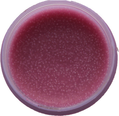 

pure bliss naturals Lavender Lip Balm Lavender, Lemon(Pack of: 1, 10 g)