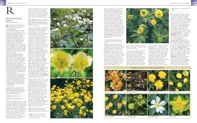 RHS Encyclopedia of Perennials(English, Hardcover, DK)