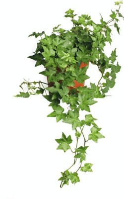 LIVE GREEN Ivy Plant(Hybrid, Pack of 1)