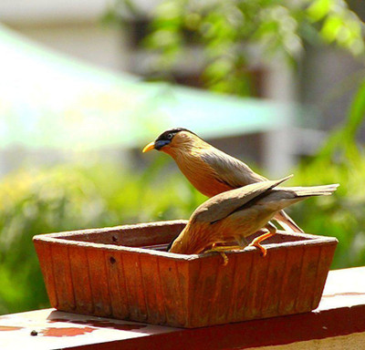 

Satyam Craft SCE0002003 Regular Bird Bath(Terracotta)