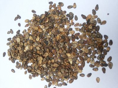 

Birds' Park Bird Food - Watermelon seeds Raw Natural & Fresh for Birds Sun conure, Cockatiels, Lovebirds, Budgerigars Nuts 0.995 kg Dry Bird Food