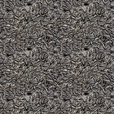 

Parrots Wizard Small size Strip Sunflower seeds 1 kg Dry Bird Food