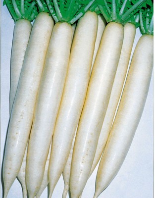 Airex RADISH AGRI LONG SEEDS (PACK OF 50 SEEDS X 1 PER PACKET) Seed(50 per packet)