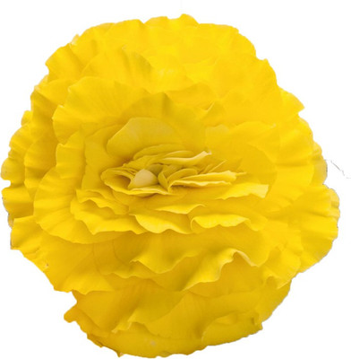 Futaba Rieger Begonia Flower Yellow-50Pcs Seed(50 per packet)
