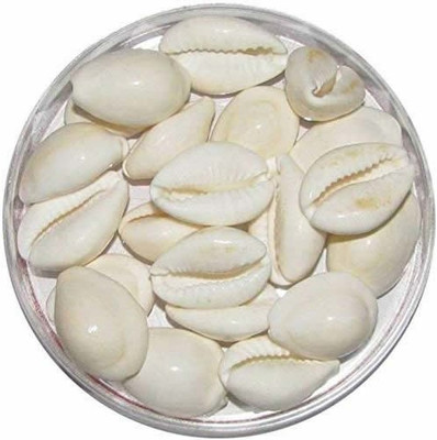 

Herba lAid Natural White Kawdi/Kaudi/Kowdi/Cowrie/Koudi for Money Laxmi and Diwali Pooja Set of 11 Pieces Shale Unplanted Substrate(White)