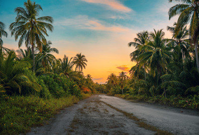 TREES COCONUT Fine Art Print(12 inch X 18 inch)
