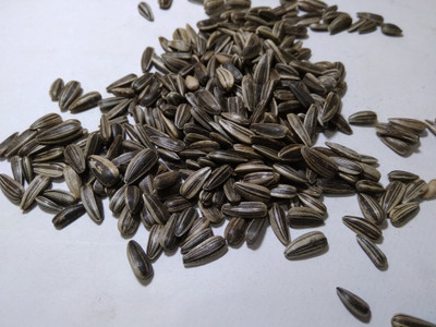 

PATRA Sunflower seeds for birds, love birds,budgies,finches, cocktails, conures Nuts 1500 g Dry Bird Food
