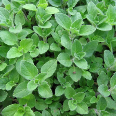 Airex OREGANO HERB SEEDS (PACK OF 30 SEEDS X 3 PACKET Seed(90 per packet)