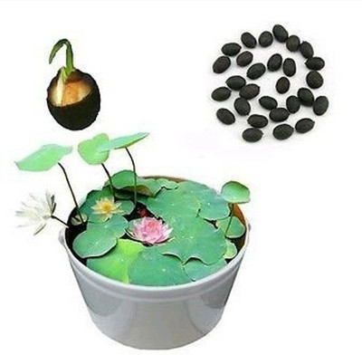 ROSEMERC lotus (25 per packet) Seed(25 per packet)