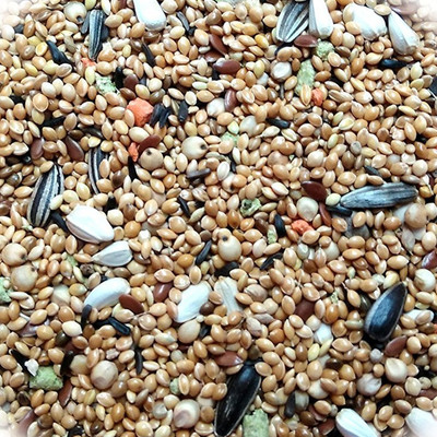 

JAINSONS PET PRODUCTS Kangni Sunflower and Safflower Mixed Seeds Bird Food (800 GM) 800 g Dry Bird Food