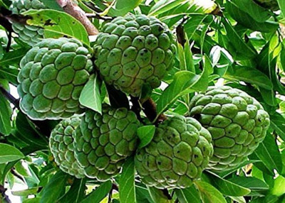 SHOP 360 GARDEN Custard Apple Seeds for Growing - Pack of 10 Seeds Seed(10 per packet)
