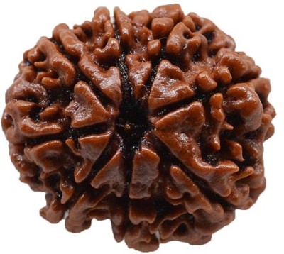 Jaipur Gemstone 8 Mukhi Rudraksha Wood