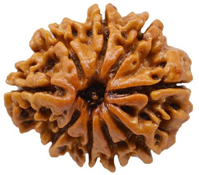 Jaipur Gemstone 9 Mukhi Rudraksha Wood