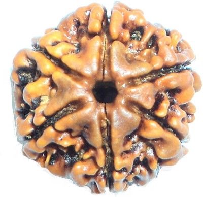 Jaipur Gemstone 6 Mukhi Rudraksha Wood