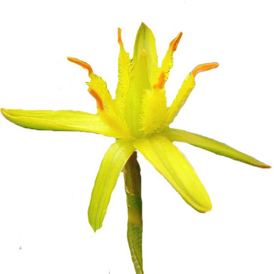 Futaba Asphodel Flower Yellow-100Pcs Seed(100 per packet)