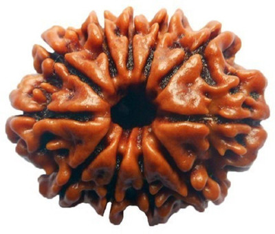 Jaipur Gemstone 11Mukhi Rudraksha Wood