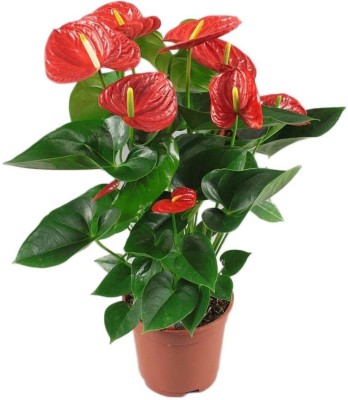 green home care Anthurium Plant(Pack of 1)