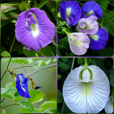 SHOP 360 GARDEN SHANKHPUSHPI / APARAJITHA / SANGU POO / CLITORIA TERNATEA / BUTTERFLY PEA MIXED FLOWER SEEDS - PACK OF 15 SEEDS Seed(15 per packet)